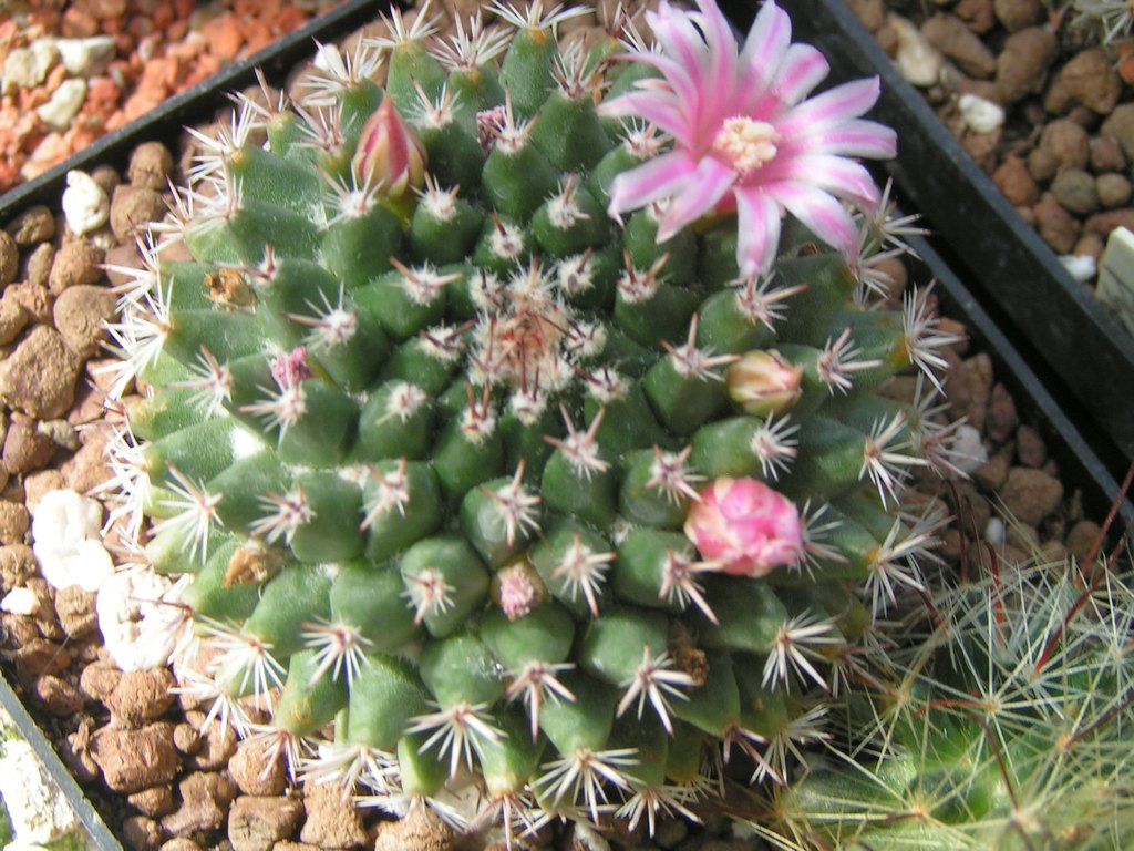 Mammillaria pseudocrucigera